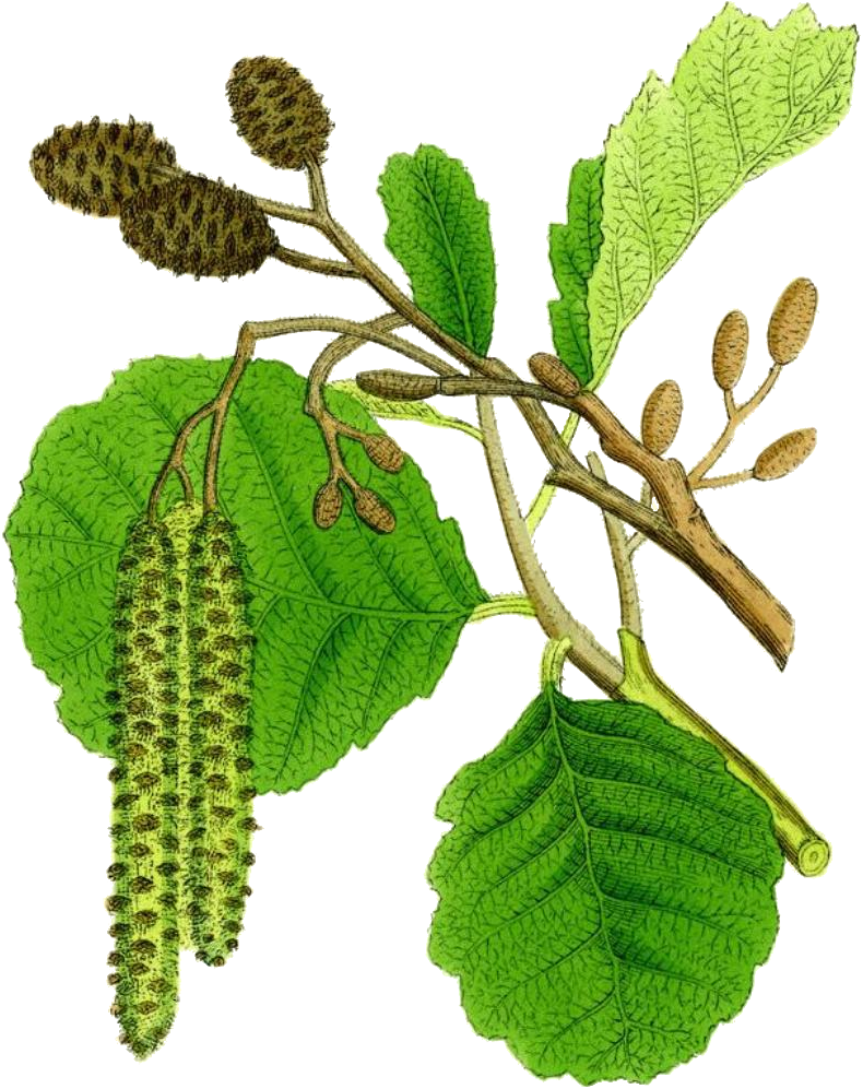 Alnus glutinosa